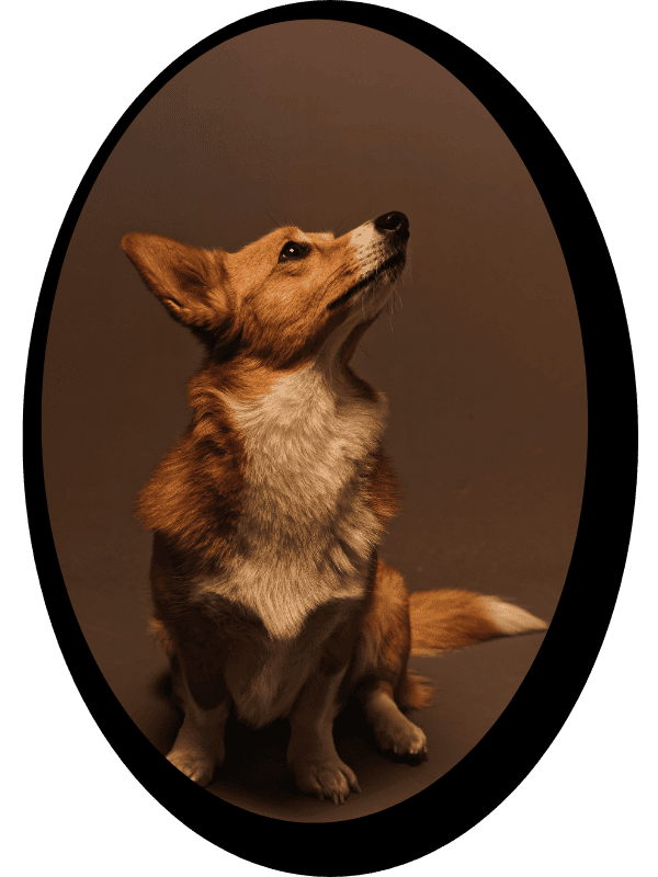 Pet Photography Bad to the Bone Pet Care Jacksonville Pet Photography Bad to the Bone Pet Care Jacksonville