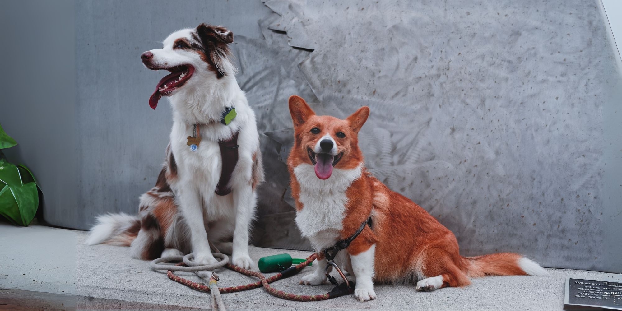 Private Pet Photography Sessions Starting at $400